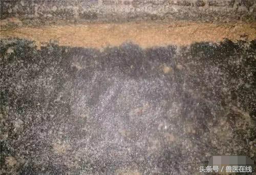 温氏母猪的养殖方法,温氏养猪饲养教学