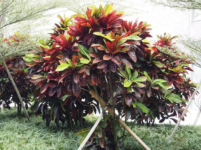 七夕去哪儿约会附近,七夕三亚旅游攻略