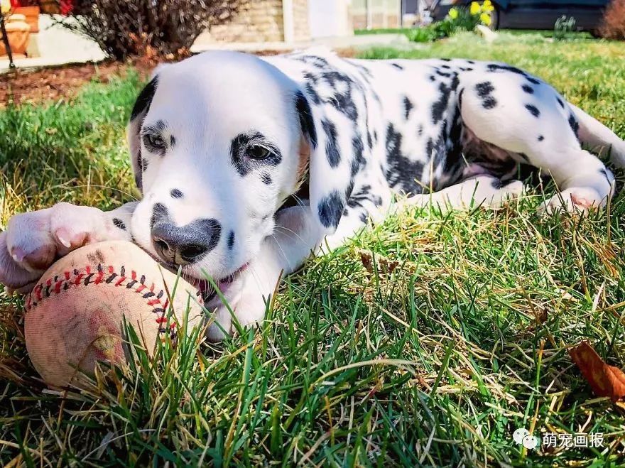 爱心形状的斑点狗,斑点狗聪明可爱