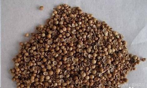 韭菜催芽后直接种的方法,韭菜种催芽最快的方法