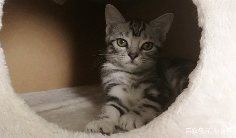 养一只猫家里好臭怎么办,养一岁猫该怎么清理粪便