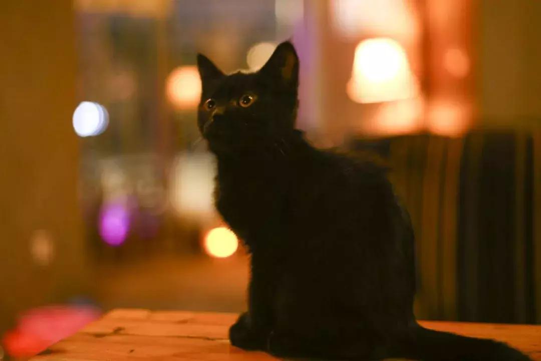 西安适合两个人微醺的清吧,洛阳适合闺蜜喝茶聊天的地方