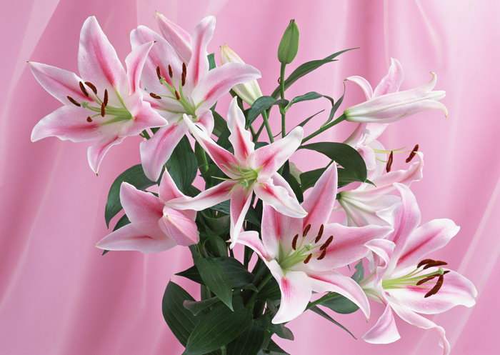 送花怎么选择合适的花,送花花的种类和意义