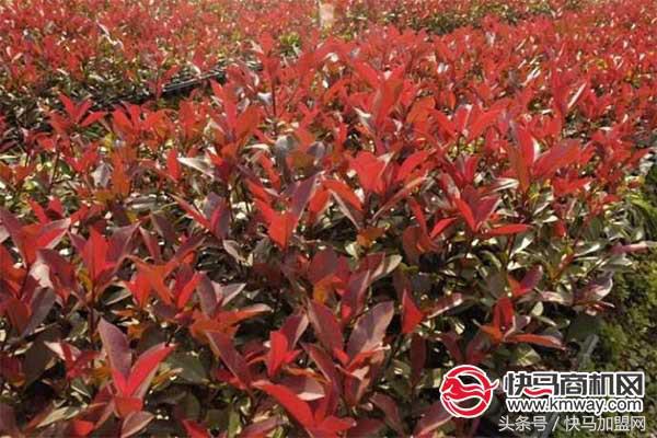 10000成本创业赚钱项目,市场大成本小的5个创业项目推荐