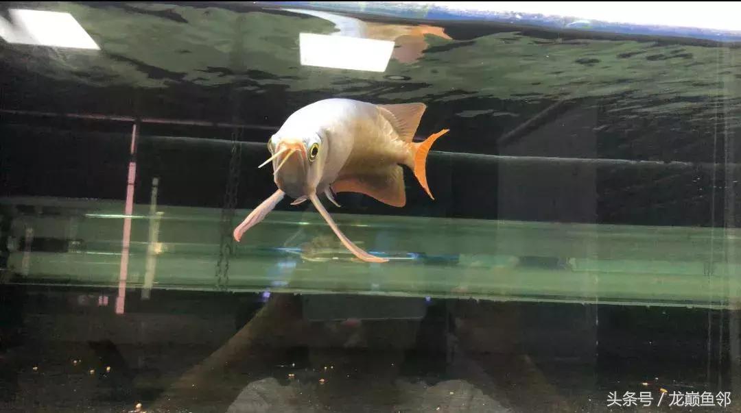 龙鱼太小了不吃食怎么办,龙鱼一直不吃怎么办