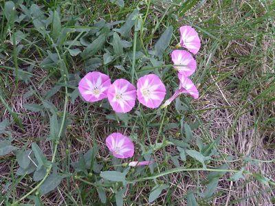 它是假喇叭，过去农民见了就毁，现在却当赚钱宝，这是怎么回事？