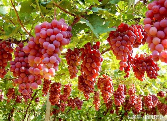 保花保果膨果剂,果树膨果期打乳油剂