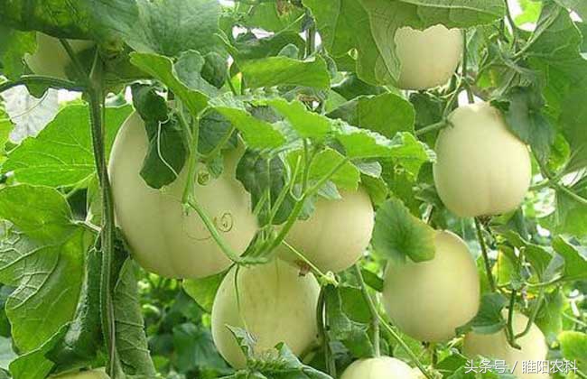 保花保果膨果剂,果树膨果期打乳油剂