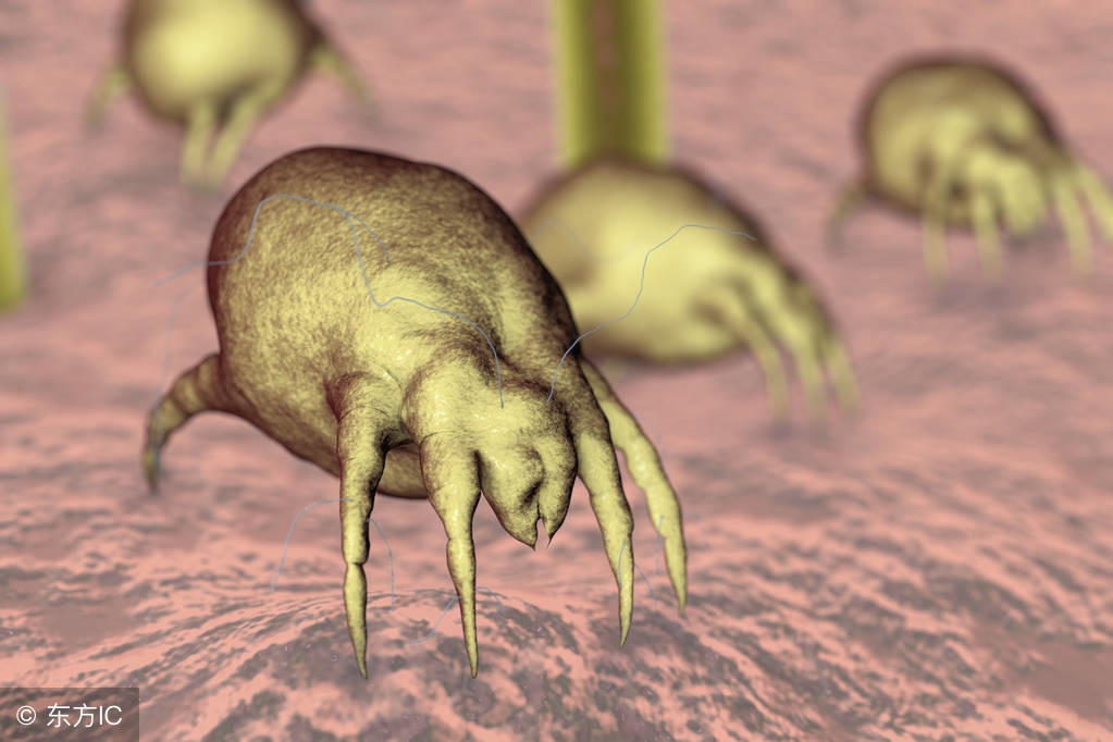 十年床垫有螨虫吗,床垫螨虫最好用什么药