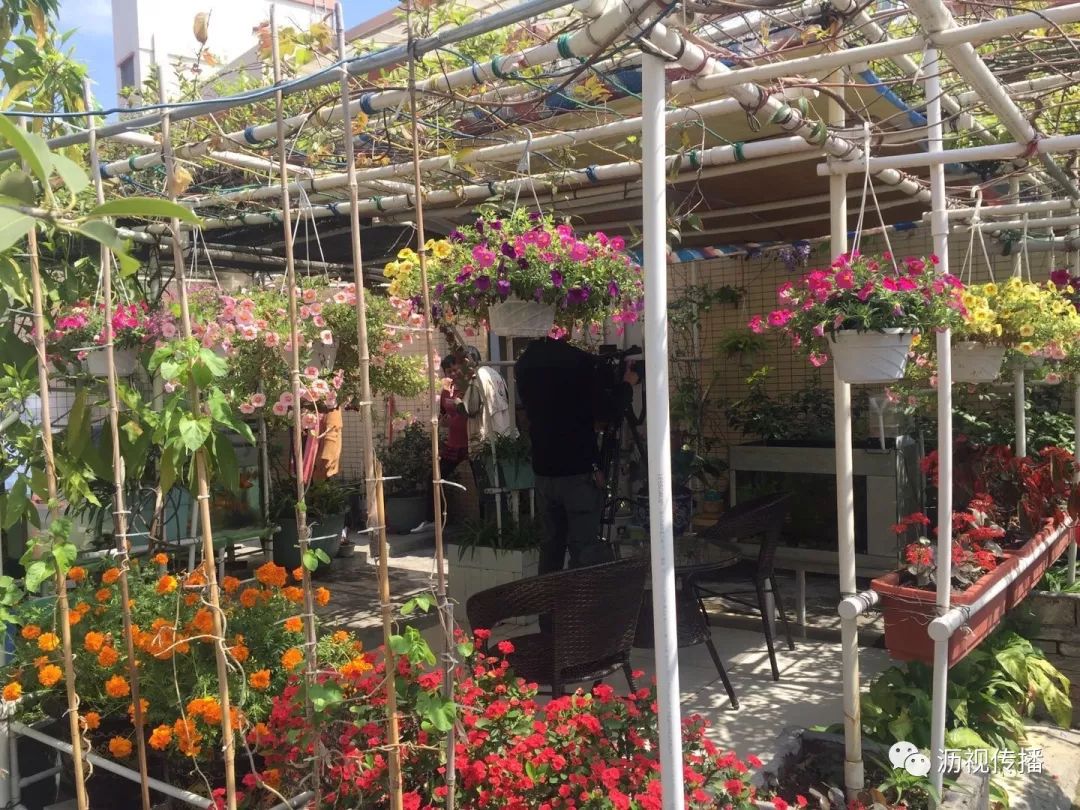 最美庭院评选,寻找最漂亮的花园小院