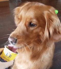 酸奶喝完的时候，你需要一只狗，狗狗：咋回事？你就不能大方点