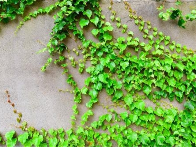 爬山虎的养殖方法与技术,爬山虎怎么养才能长得高大上