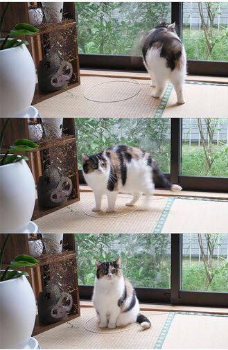 一招教你快速捕获喵星人，网友：技能都学会了，就差猫了