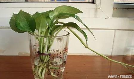 为什么绿萝水培不烂根土培烂根呢,绿萝烂根怎么补救最好技巧