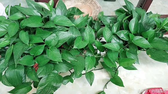 为什么绿萝水培不烂根土培烂根呢,绿萝烂根怎么补救最好技巧