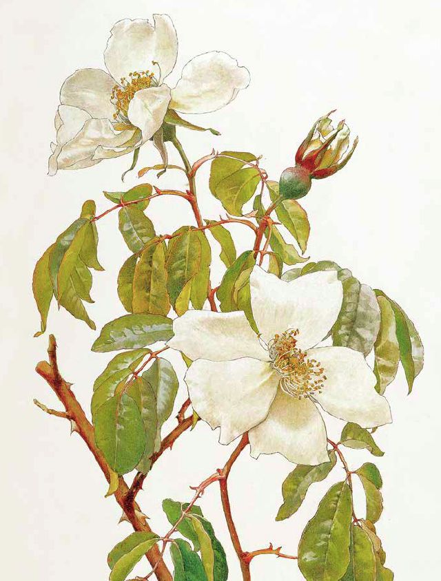 荐书|七夕将至,现代版“玫瑰圣经”带给你一整本永不凋谢的浪漫!