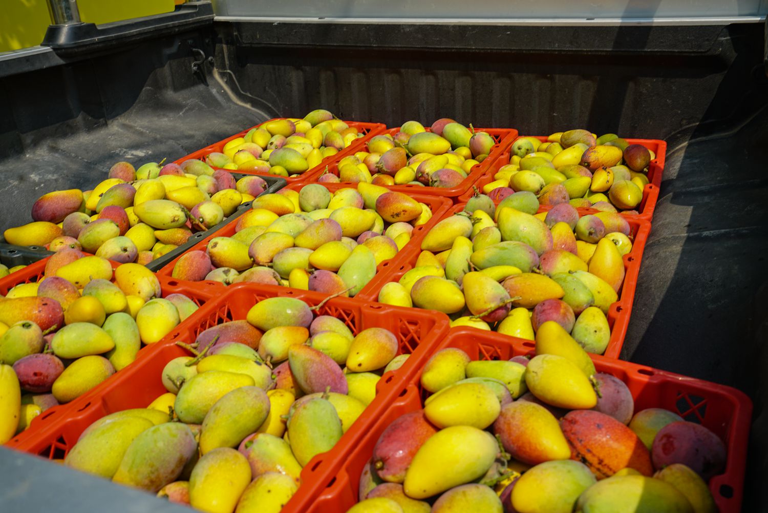 芒果之乡歌曲,芒果之乡的芒果品种