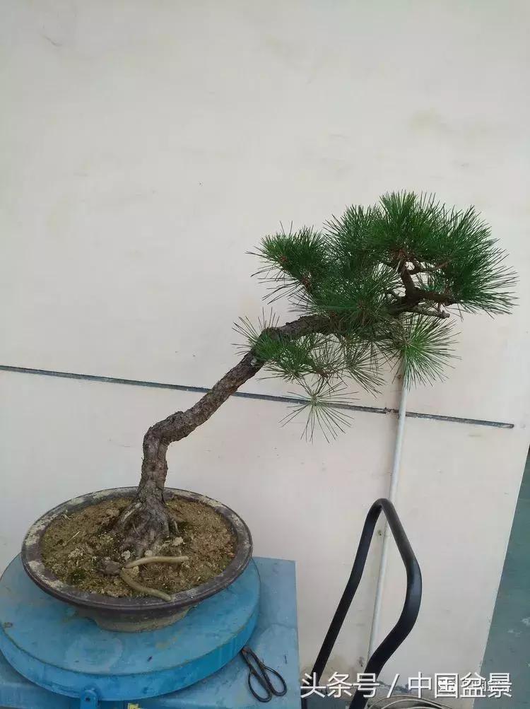 小林国雄黑松文人树盆景,黑松文人树盆景造型