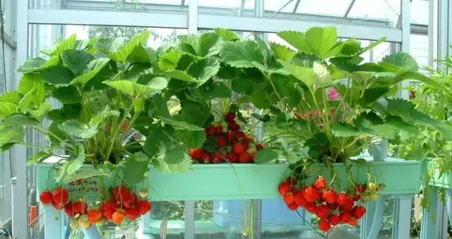 封闭小阳台种菜新手入门教程,家里小阳台种菜怎么种