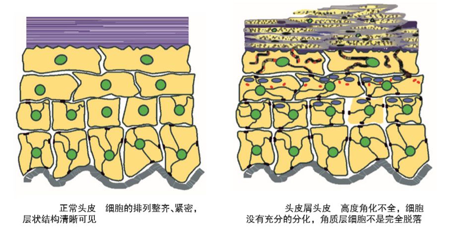 空总皮肤科门诊周日出诊吗,空总皮肤科门诊和激光医学中心