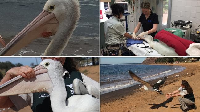 出走澳洲：到鹈鹕之都赏三面水景，观群鸟争食