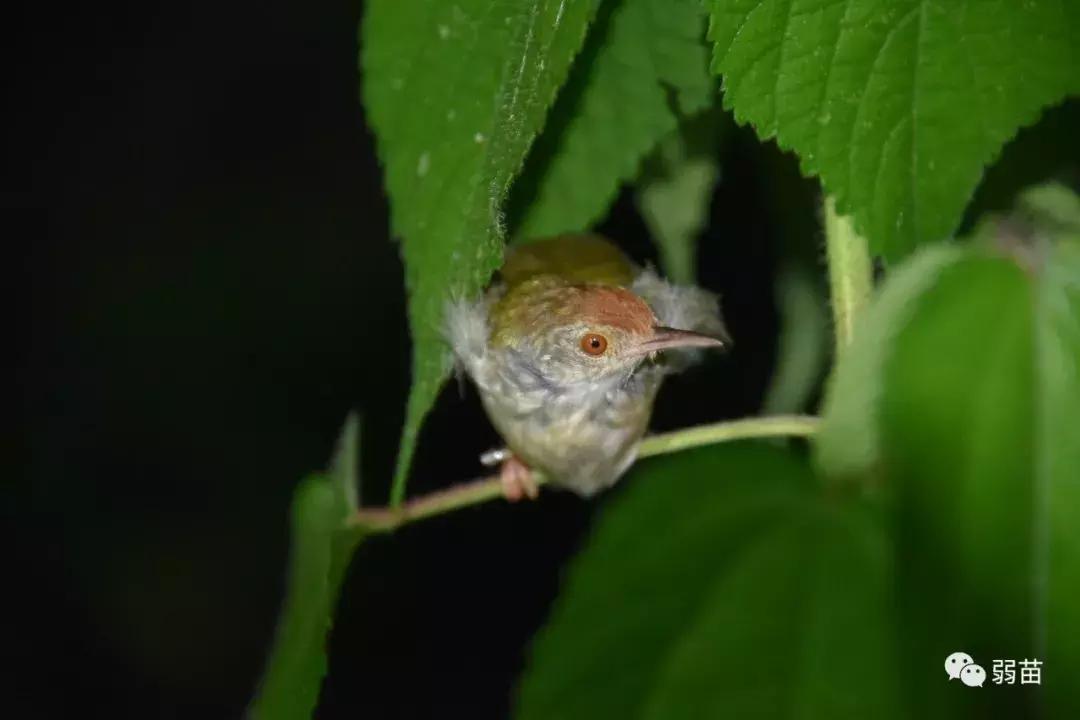 西双版纳四日博物之旅，都有哪些新发现