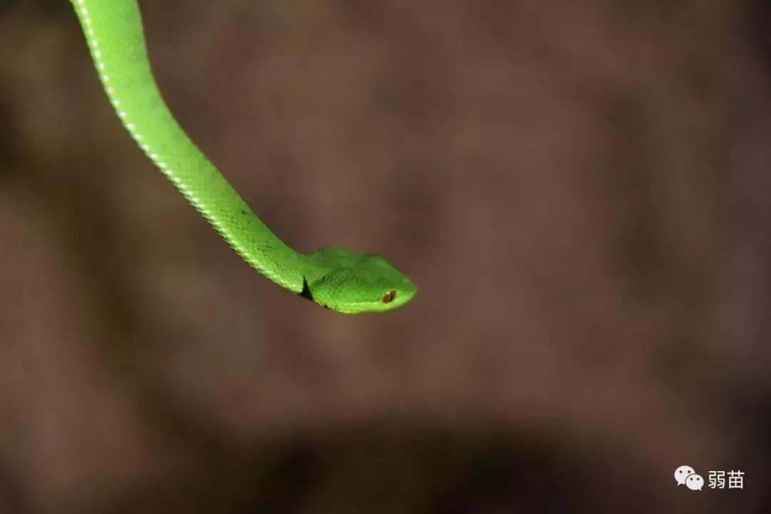 西双版纳四日博物之旅，都有哪些新发现