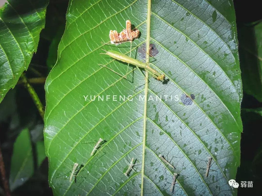 西双版纳四日博物之旅，都有哪些新发现