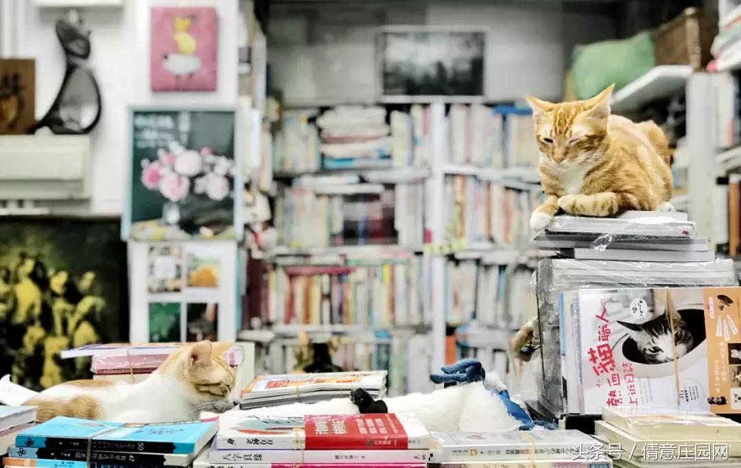 这是一家被喵星人占领的书店