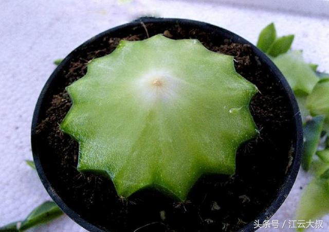 仙人球烂心切一半,仙人球拦腰削断后上半段能不能活