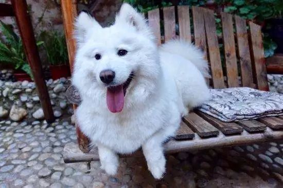 狗狗第一次寄养不习惯怎么办,狗子出去不回家怎么办