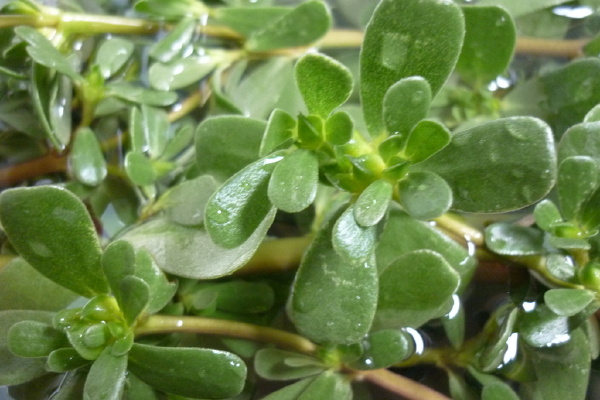 中药马齿苋功效,马齿苋为什么叫天然抗生素