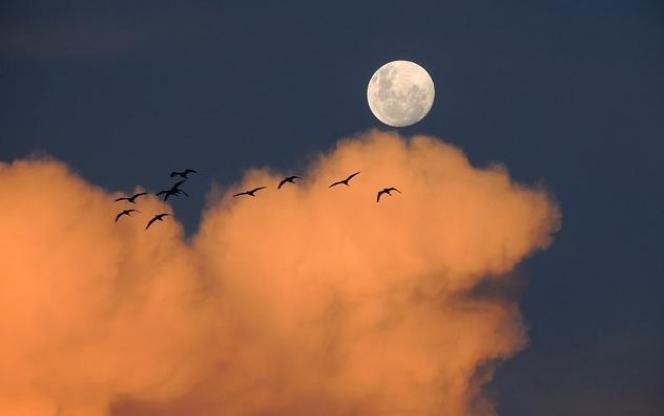 戊午犯太岁的生肖,2018戊戌年生肖