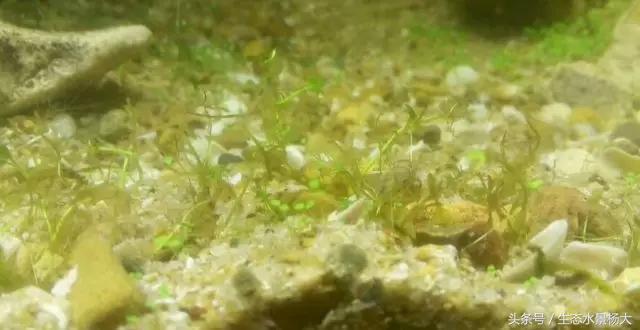 水草常见病,鱼缸水草常见病