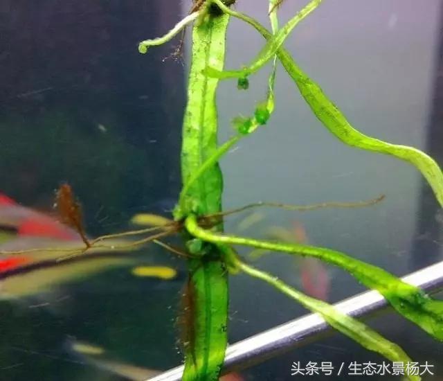 水草常见病,鱼缸水草常见病
