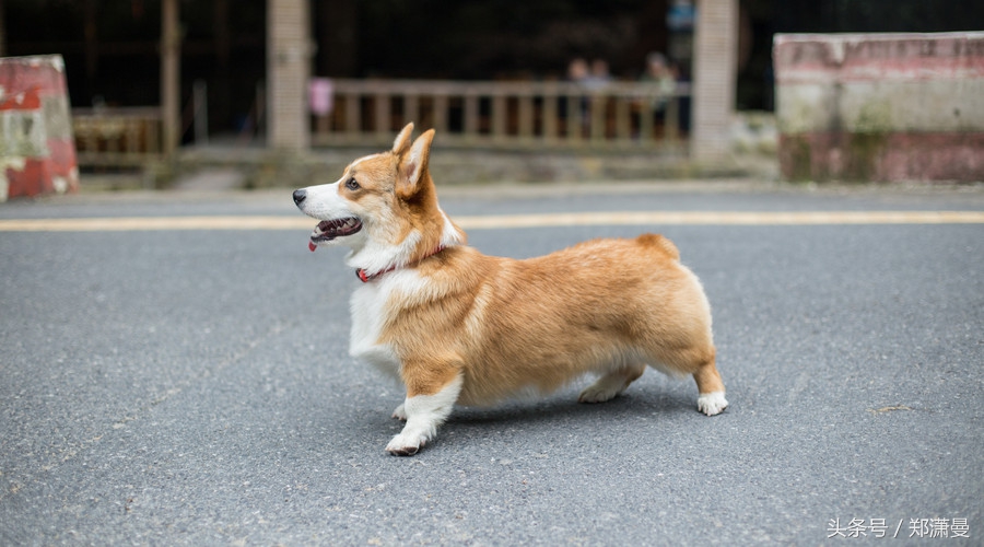 疫苗之后，毒狗黑手伸向何方？