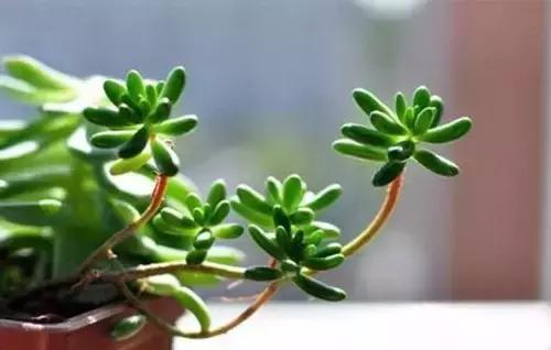 过期的药品能用来养花吗,所有过期药片都可以养花吗