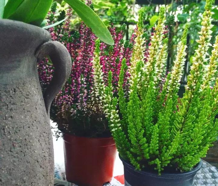 如何防止盆底烂根发生,十种不烂根的盆底垫