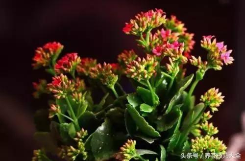 过期药品养花妙用,这些过期药品别扔拿来养花是神器