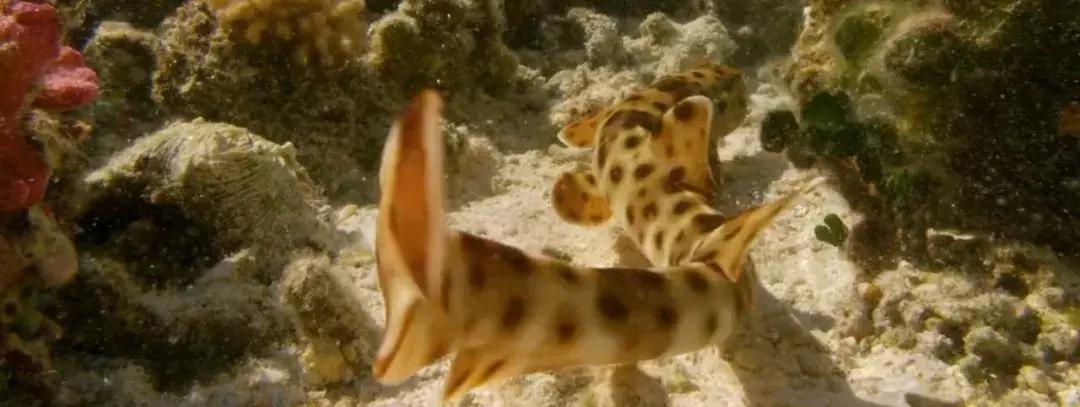 如果没有这部9.6，血腥猎奇的电影还要骗我们多久？