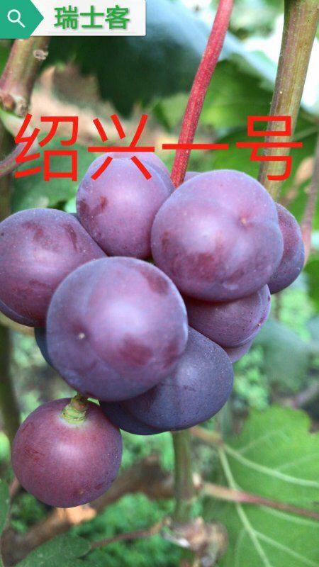 巨峰葡萄最新早熟品种,最适合巨峰葡萄最新种植技术