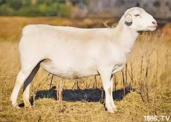 世界最好的羊种排名,世界上最好的羊是哪个羊