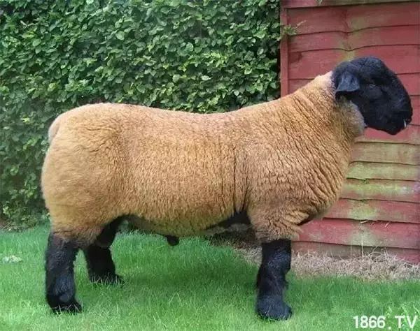 世界最好的羊种排名,世界上最好的羊是哪个羊