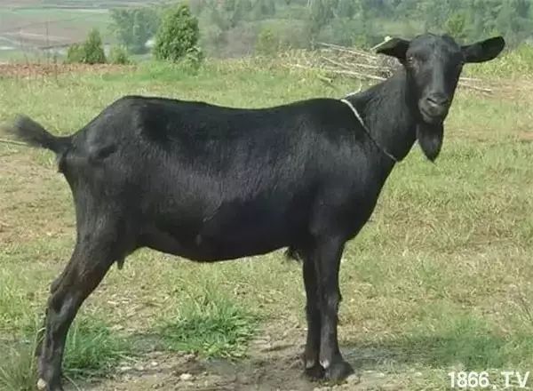 世界最好的羊种排名,世界上最好的羊是哪个羊