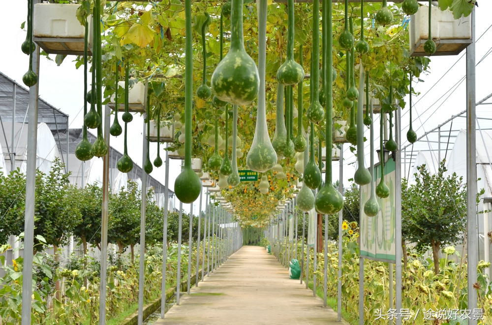 寨春农场青蛙乐园门票,荷塘水库青蛙乐园