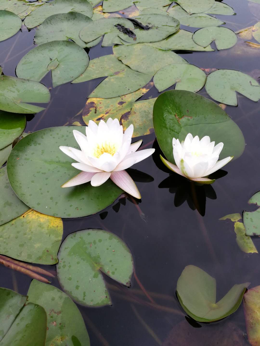 睡莲哪里可以吃,睡莲可以直接吃吗