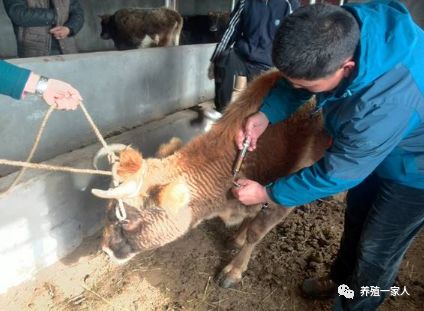 怎么预防牛异嗜,牛异食癖怎么治疗