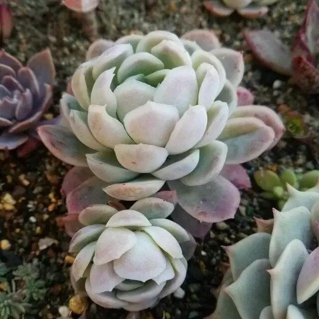 多肉掉的叶瓣怎么养活,多肉掉的叶子怎么种