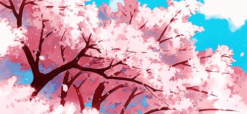 七夕特辑｜樱花树有千千万，而你却是我内心的唯一