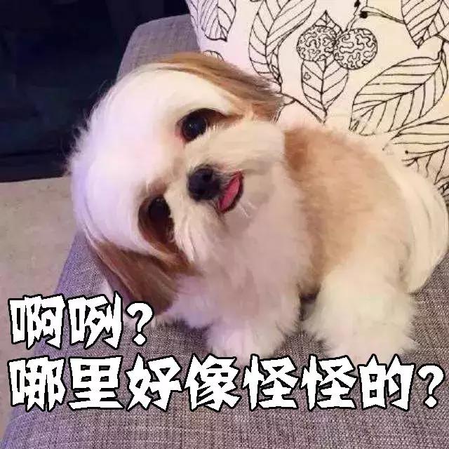 宠物医院里面的狗狗都怎么样了,福懋动物医院狗一直掉毛正常吗